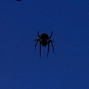 Meet your Posher, Anita